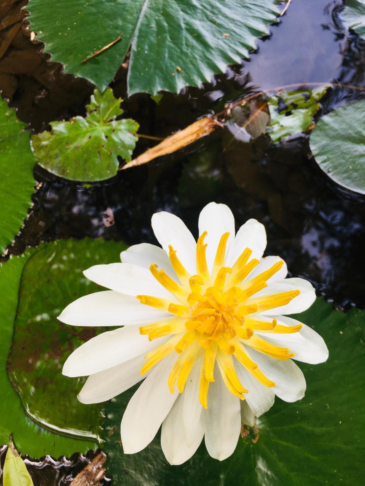 Paradise Eco Garden كتولغالا المظهر الخارجي الصورة