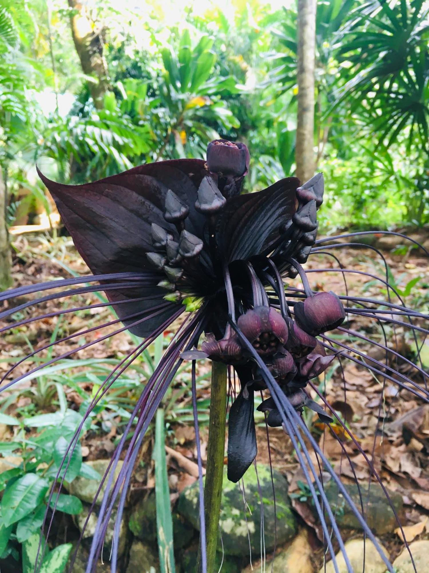 Paradise Eco Garden كتولغالا المظهر الخارجي الصورة