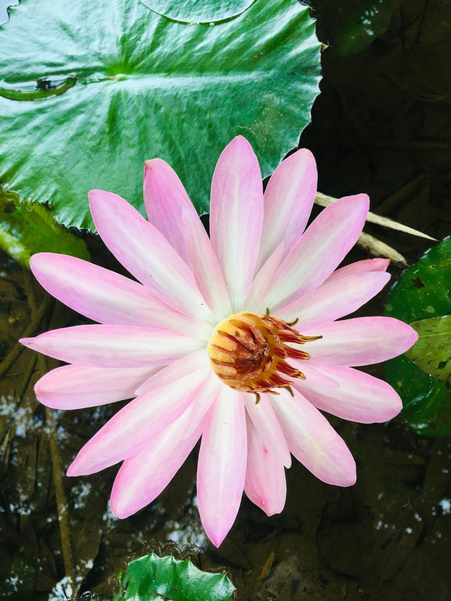 Paradise Eco Garden كتولغالا المظهر الخارجي الصورة