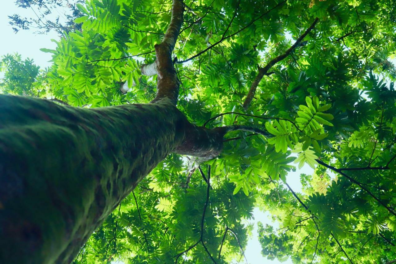 Paradise Eco Garden كتولغالا المظهر الخارجي الصورة
